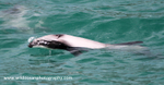 NZ019: Hector's dolphin