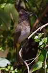 Dark-capped (Black-eyed) Bulbul perched on a branch in a bush