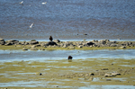 Beaver and White-tailed Eagle