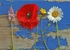 Wildflowers on a Blue Boat