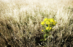 Grass 9