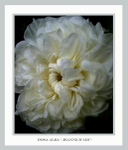 Rosa alba 'Jeanne d´Arc'