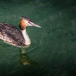 Animals-033