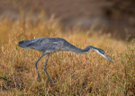 Grey Heron - stalking