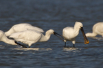 Spoonbill takes a peck at another during feeding in Brownsea Lagoon