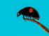 Kidney Spot Ladybird