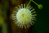 Buttonbush-0465