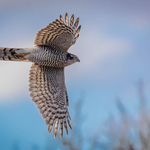 Silver-Digital-Dave Bolton-sparrow hawk fly-by