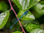 Azure Damselfly