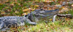 Aligators _0028