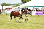SBM_15496