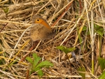 Meadow Brown