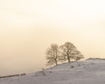 Two Trees, Harpur Hill (2)