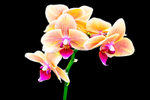 Orchid - DSC_2742