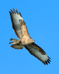 Buzzard in flight near Brownsea Island, Poole Harbour