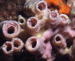 Haliclona sp