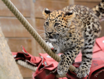 Amur Leopard cub balancing on a rope at the Big Cat Sanctuary