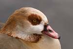Egyptian Goose
