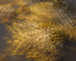 seaweed, Sgeir Mhor, Mull