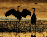 Sandhill Crane interaction at sunset, Bosque del Apache, New Mexico