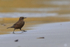 Blackish Cinclodes running on beach with food, Carcass Island