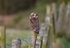 Short-eared Owl