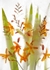 Montbretia
