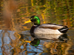 Male Mallard