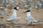 Sandwich Terns