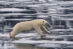 Polarbear 8650