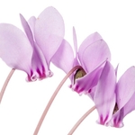 Sowbread (Cyclamen hederifolium)