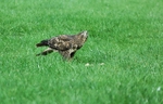 Common Buzzard