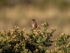 Dartford Warbler