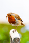 Robin Erithacus rubecula3770