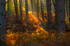 Woodland Sunbeams I
