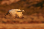 Early morning Sandhill Crane flying, Bosque del Apache, New Mexico