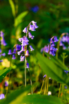 bluebell Hyacinthhoides non-scripta-8113