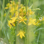 22nd June St Johns Wort