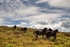 Horses on Dartmoor