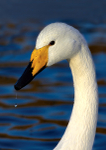 Whooper swan 1