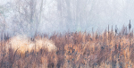 WINTER MEADOW 2017 - NORFOLK COUNTY