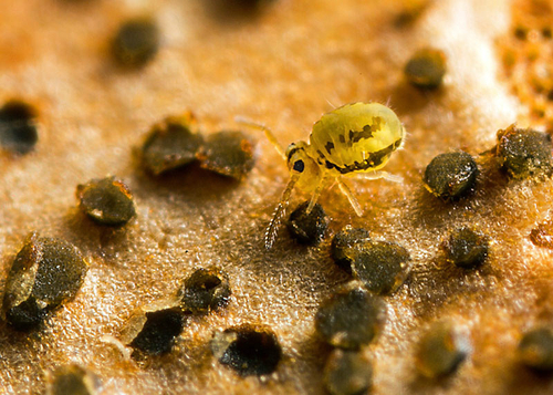 On the underside of a fallen leaf. Warwickshire, October 2013.