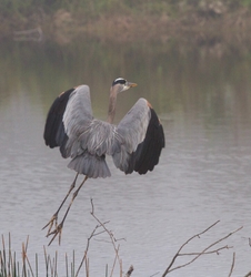 Great Blue Heron _0093