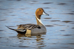 Perfect Pintail