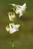 Columbine (White) #02