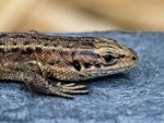 Common Lizard