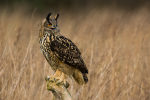 Eagle Owl