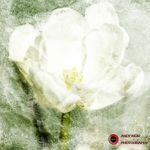 120519-untitled-Tulip-11