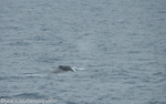 A bowhead whale