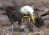 Waved Albatross 3